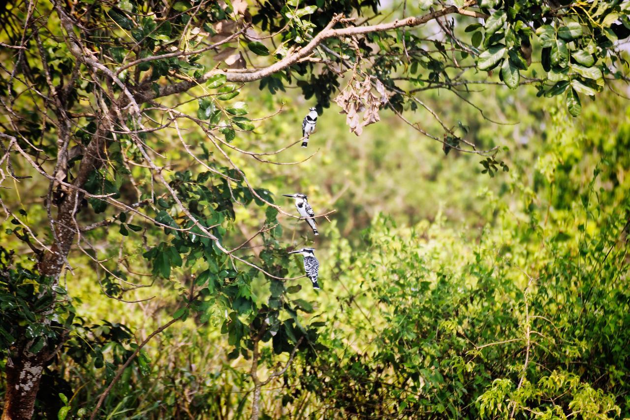 Twiga Safari Lodge Paraa Zewnętrze zdjęcie