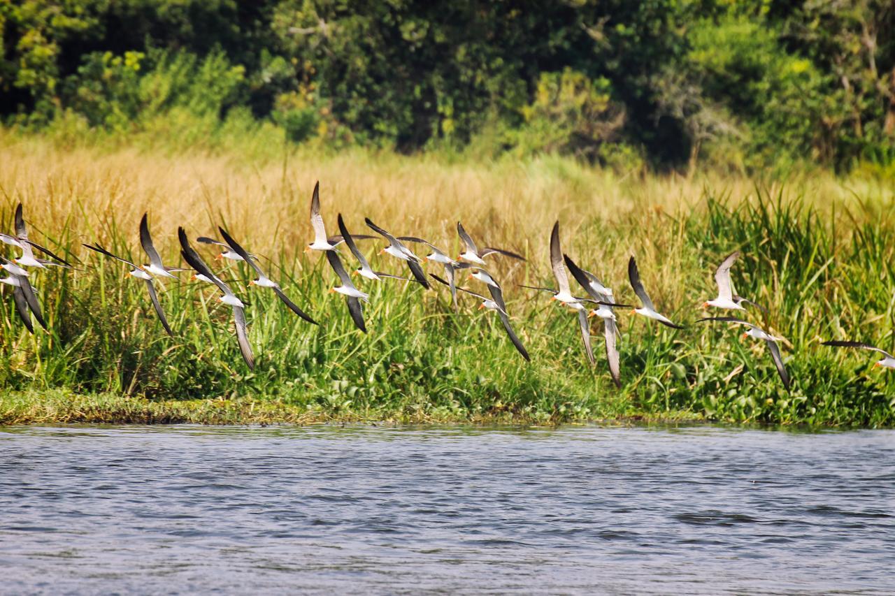 Twiga Safari Lodge Paraa Zewnętrze zdjęcie